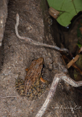 Fujian Frog photo 3