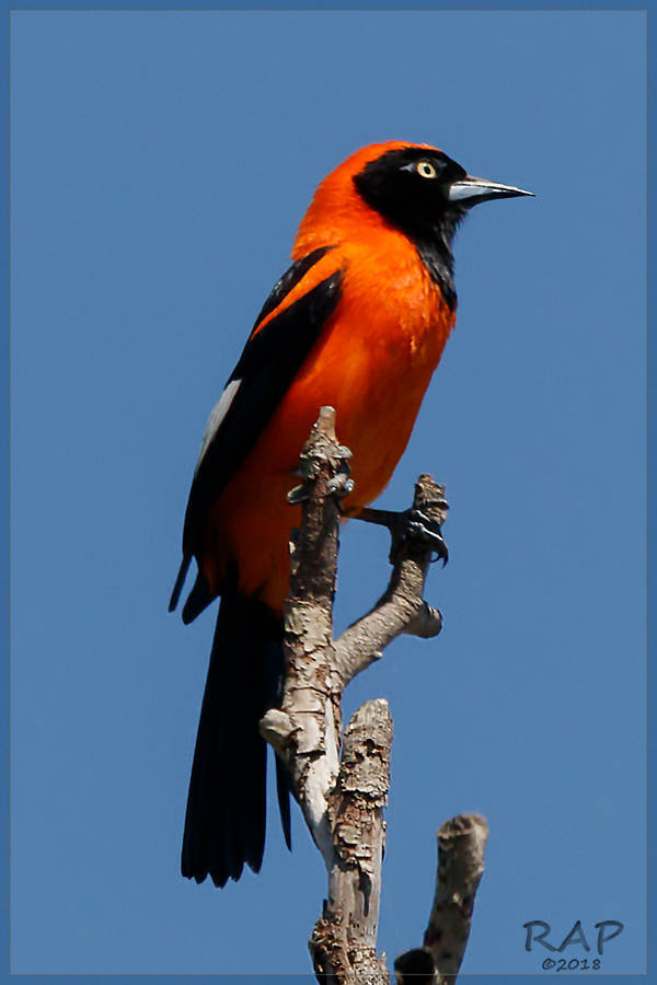 Orange-backed Troupial illustration
