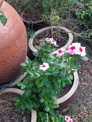 Catharanthus roseus