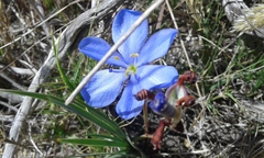 Aristea glauca