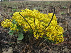 Lasiosiphon capitatus