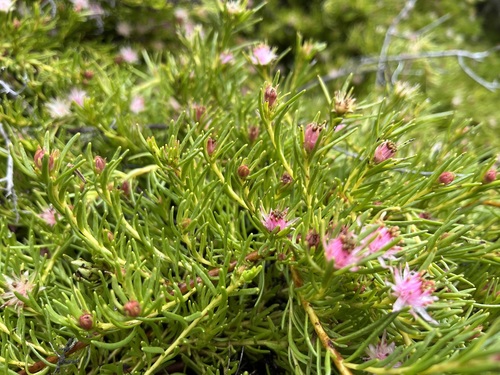 Image of Diastella buekii by (c) Charleen Brunke, some rights reserved (CC BY)