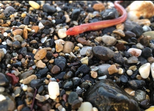 Rufus snake eel (Ophichthus rufus) — Ophichthidae — 5