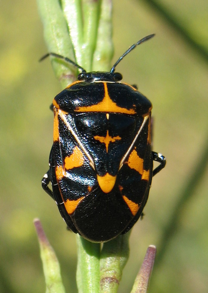 Murgantia