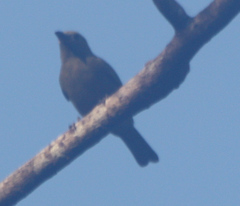 Thraupis