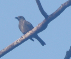 Thraupis
