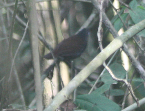 Poliocrania exsul