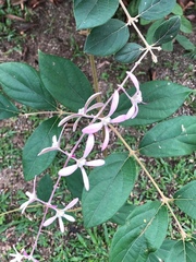 Magnoliopsida