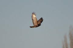 Buteo buteo