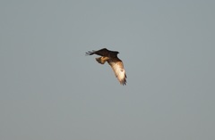 Buteo buteo