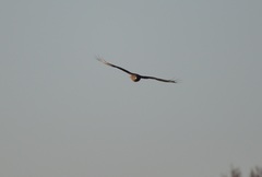 Buteo buteo