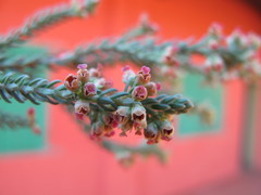 Erica boutonii