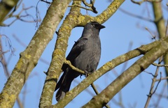 Corvus monedula