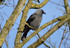 Corvus monedula