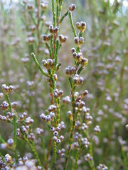 Erica cryptoclada