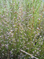 Erica cryptoclada