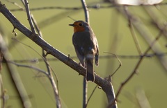 Erithacus rubecula