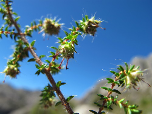 Erica humbertii
