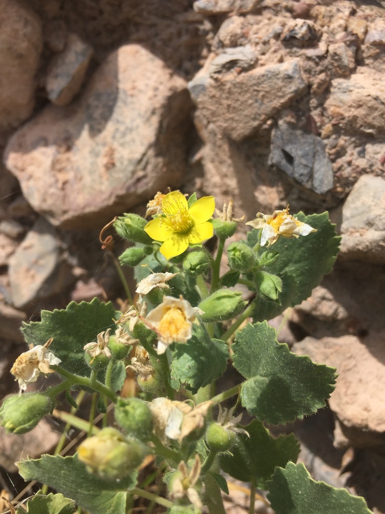 Eucnide floribunda