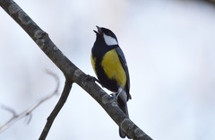 Parus major