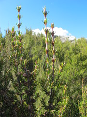 Erica spinifera