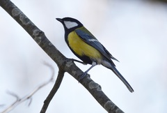 Parus major
