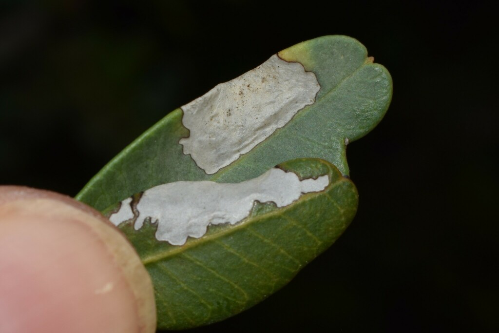 Cupedia cupediella