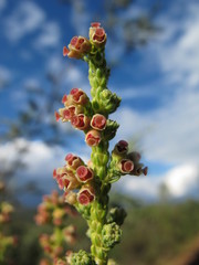 Erica boutonii