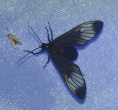 Hypocharis clusia