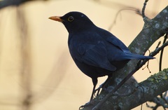 Turdus merula
