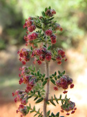 Erica hebeclada