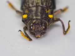 Cyphogastra semipurpurea