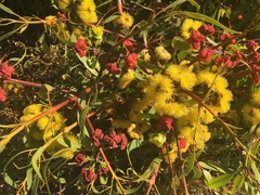 Eucalyptus erythrocorys