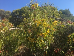Eucalyptus erythrocorys