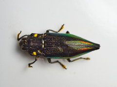 Cyphogastra semipurpurea
