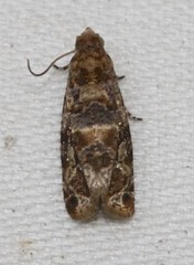 Lobesia transtrifera