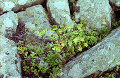 Bupleurum euphorbioides
