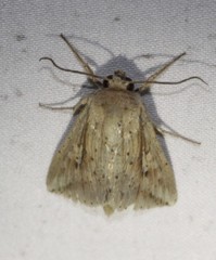 Mythimna decisissima