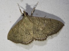 Hyalobathra crenulata