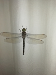 Pinheyschna subpupillata