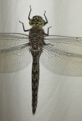 Pinheyschna subpupillata