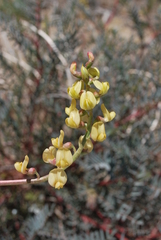 Astragalus douglasii perstrictus