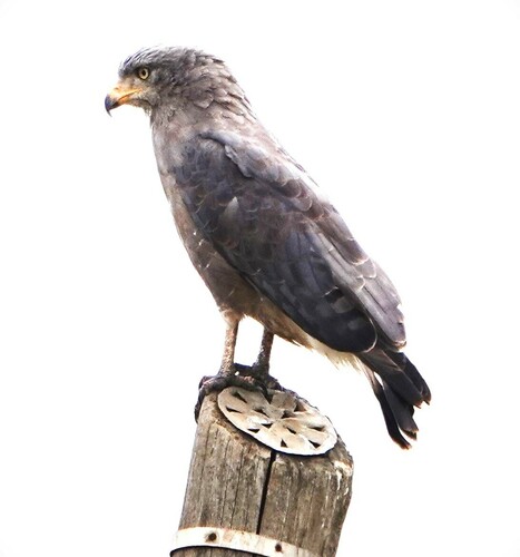 Western Banded Snake-Eagle