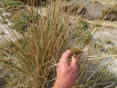 Image of Matting Sedge by (c) Shaun Swanepoel, some rights reserved (CC BY)
