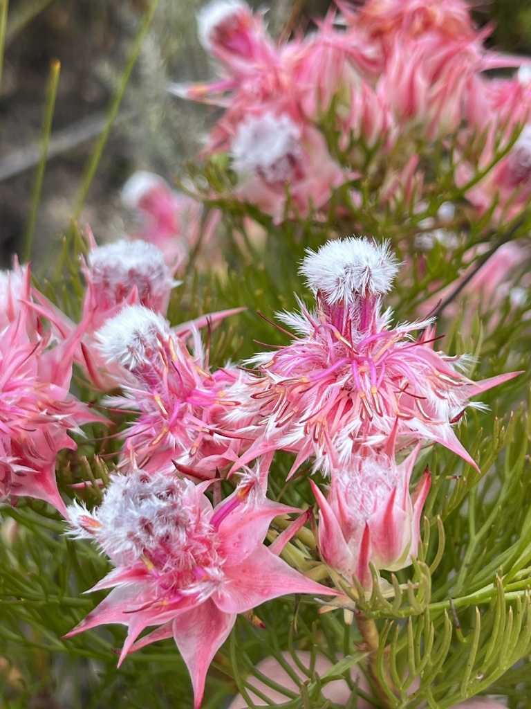 Rose Spiderhead