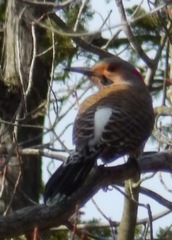 Colaptes auratus auratus