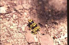 Dendrobates leucomelas