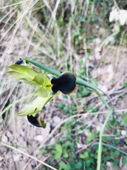Iris tuberosa