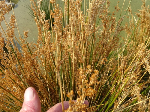 Rush (Juncus rigidus)