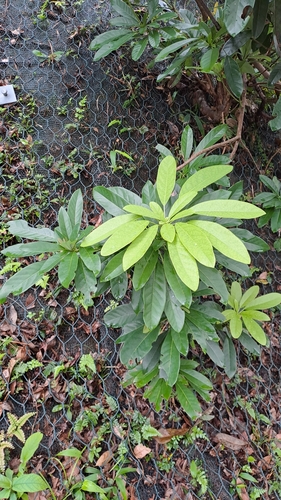 Image of Daphniphyllum calycinum by (c) CYL, some rights reserved (CC BY)